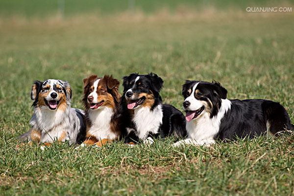 愛犬の笑顔が秘めた言葉　あなたの心に届く短編物語